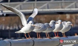 天津海鸥爆料视频大全最新,揭秘幕后真相与精彩瞬间